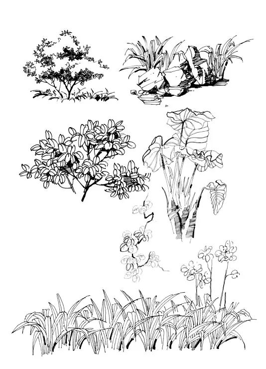 景观植物手绘临摹宝典200例