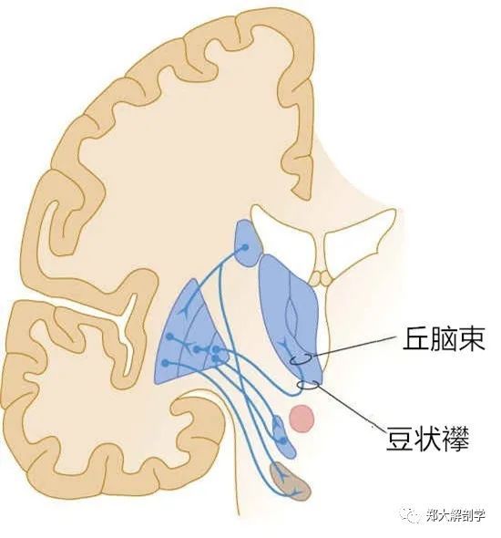 而丘脑的va和vl核发出轴突回到大脑皮质,完成交叉的反馈回路.