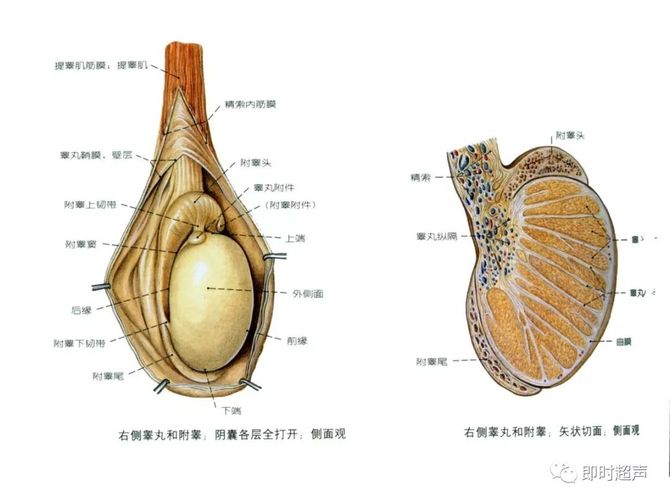 射精管:输精管壶腹与精囊腺排泄管汇合成射精管,开口于尿道的前列腺