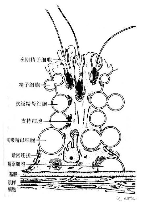 射精管:输精管壶腹与精囊腺排泄管汇合成射