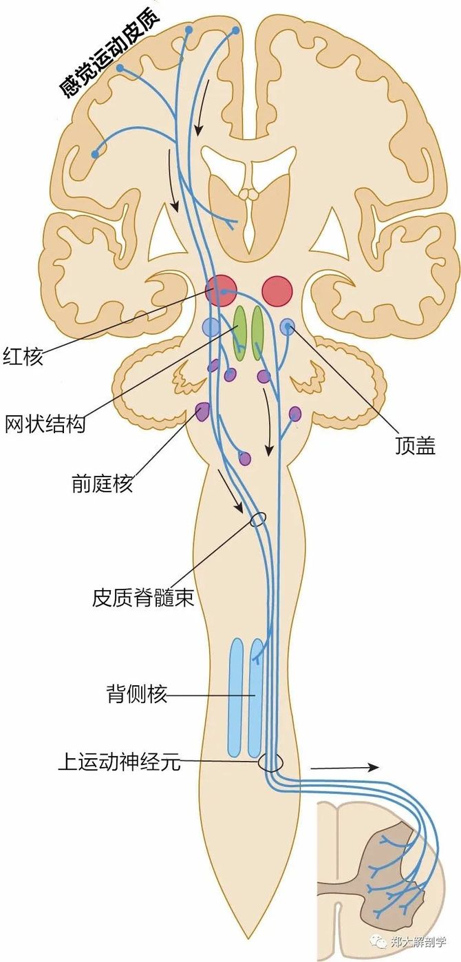 皮质下行传导通路起源于红核,中脑顶盖,网状系统和脑干的前庭神经