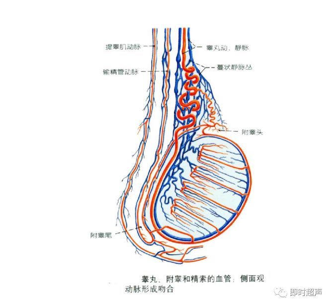 【解剖】男性 / 女性 生殖系统