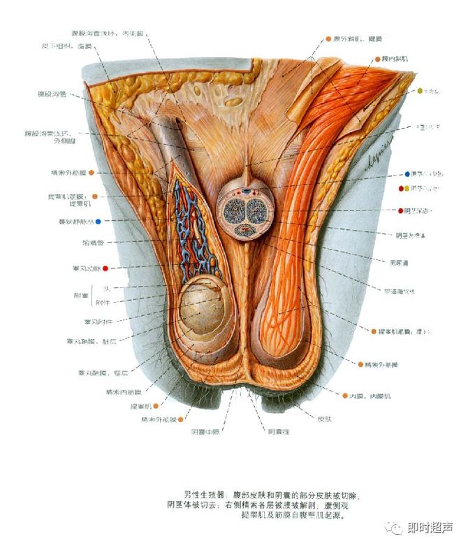 生殖管道1 附睾:输出小管(附睾头,附睾管(附睾体,尾)2.