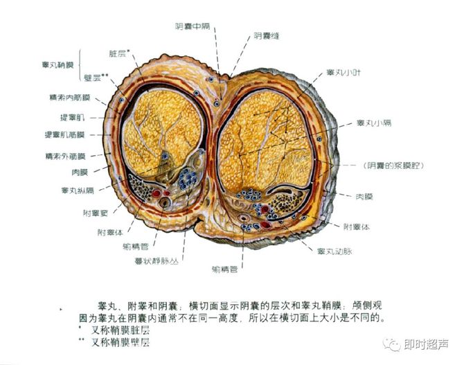 生殖管道1 附睾:输出小管(附睾头,附睾管(附睾体,尾)2.