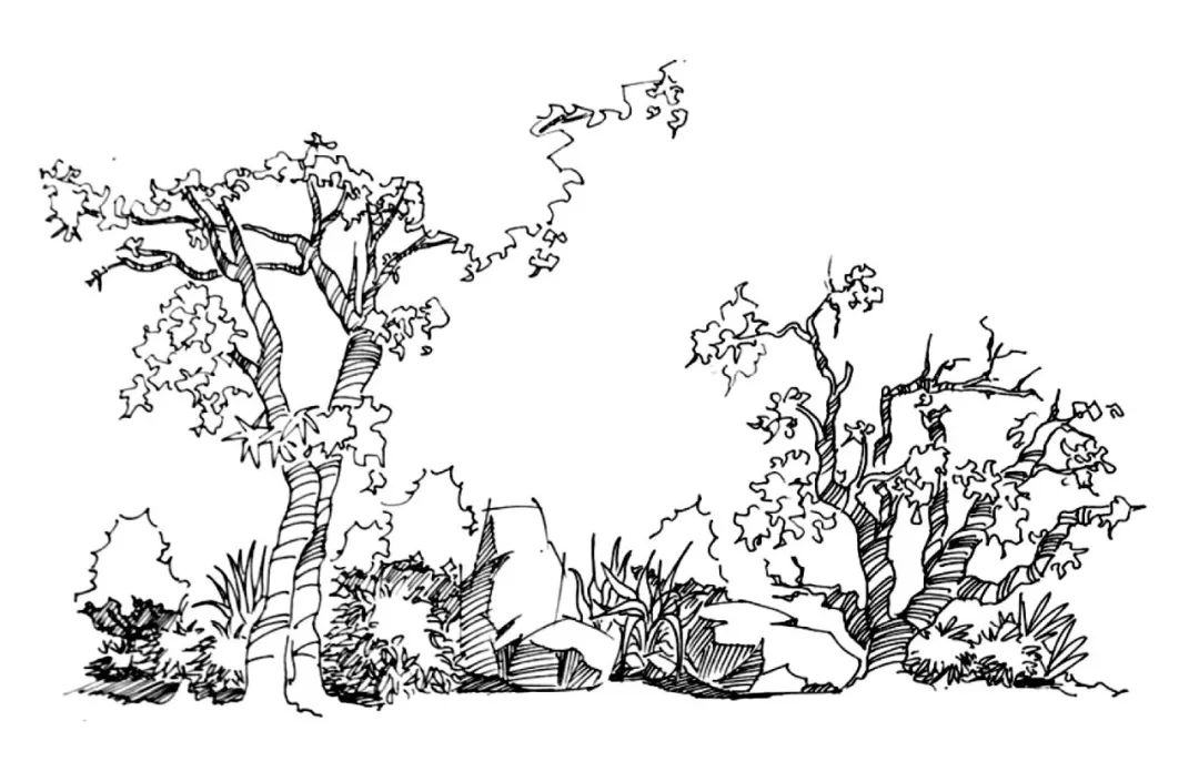 景观植物手绘临摹宝典200例