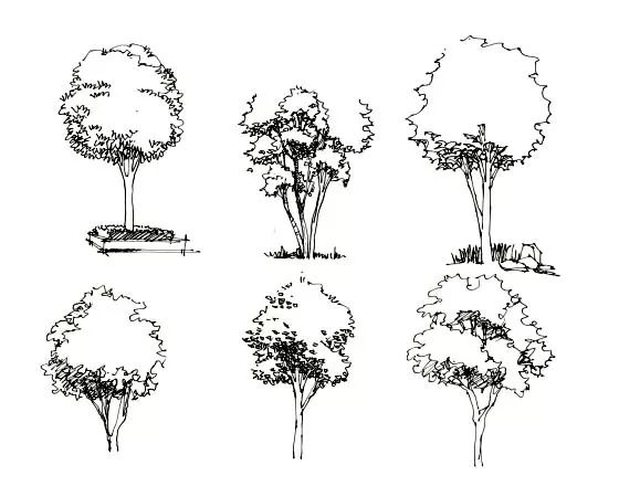 三种树的画法              与场景结合构图              与建筑