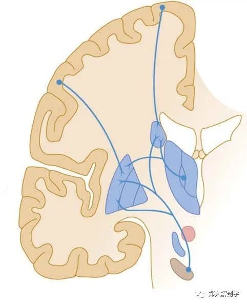通路和核团:前脑构成基底核的灰质核团,新纹状体(尾状核和豆状核