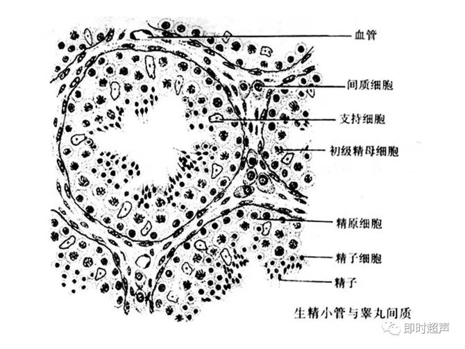 附睾:输出小管(附睾头,附睾管(附睾体,尾)2.