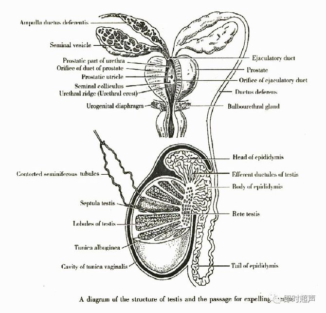 生殖管道1 附睾:输出小管(附睾头,附睾管(附睾体,尾)2.
