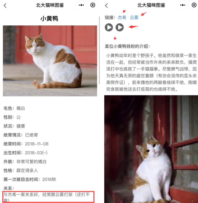 "北大猫咪图鉴"火了"云吸猫"真爽,还是北大的!