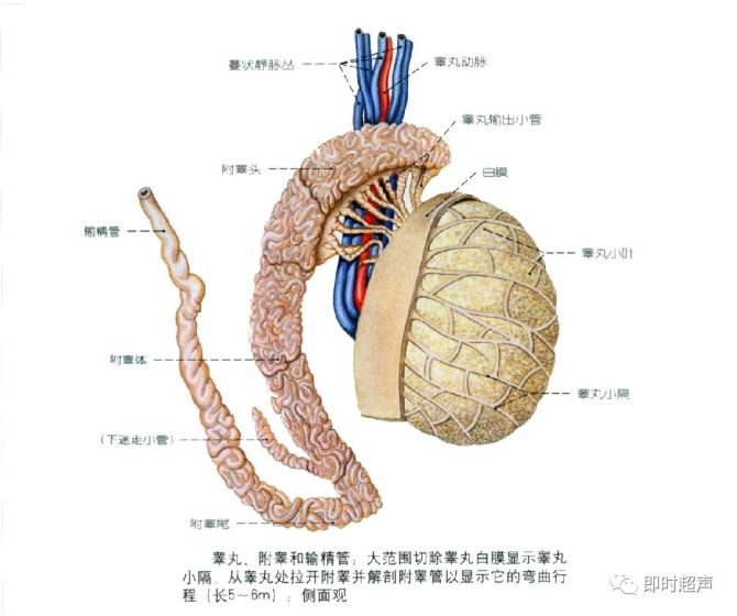 射精管:输精管壶腹与精囊腺排泄管汇合成