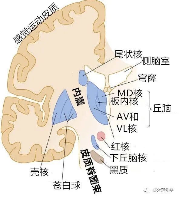 锥体外系包括除皮质脊髓束以外的下行脊髓束(如前庭脊髓束,红核脊髓束