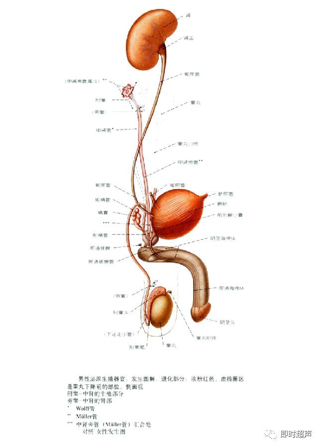 输精管:睾丸部,精索部,腹股沟部,盆部          3.