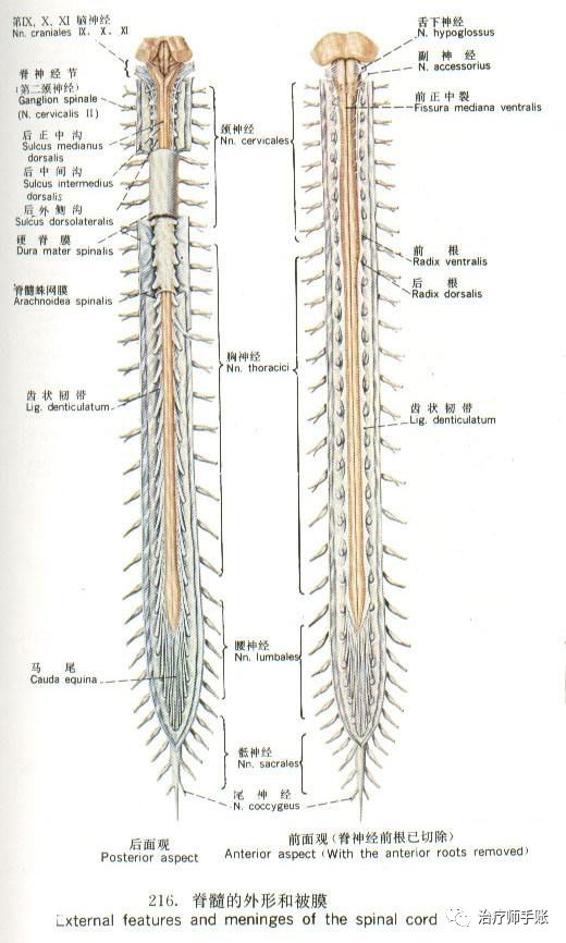 脊髓损伤平面