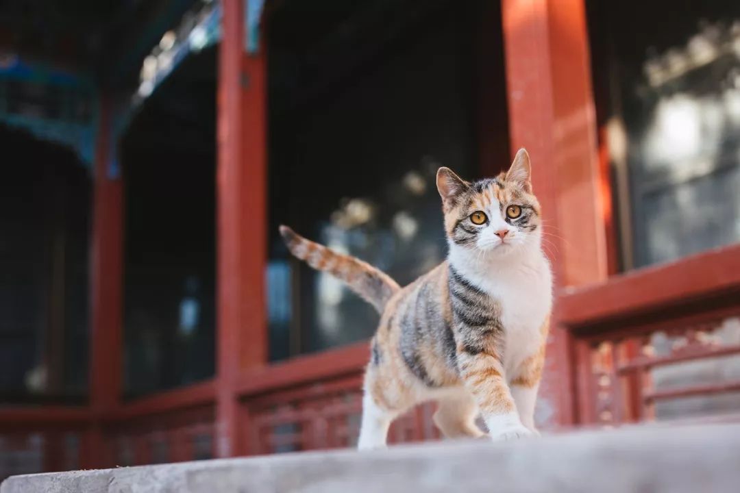 萌到犯规的故宫猫如何从网红成为ip