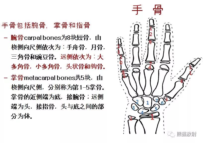 骨龄图谱!(方便随时对照)