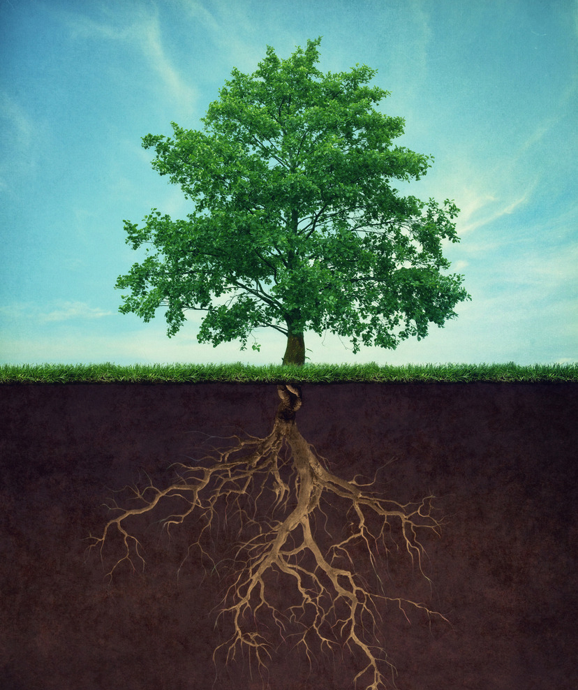 创业就像种树不懂大树理论难成参天大树
