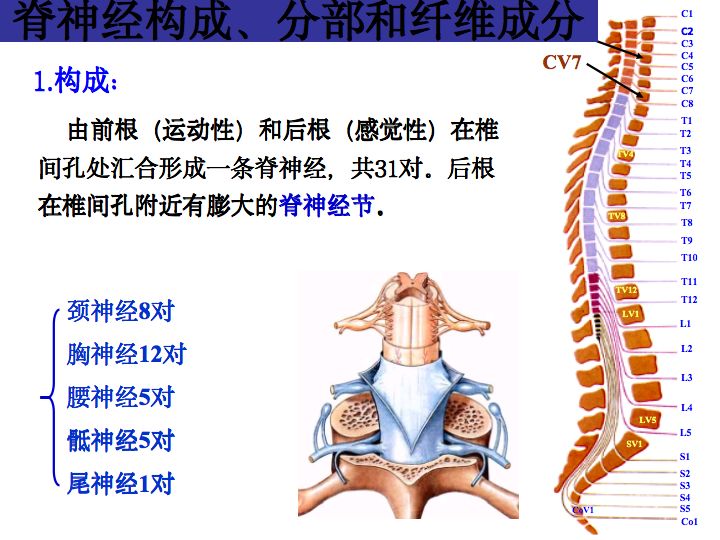 解剖| 中枢神经系统解剖及功能(全155张)