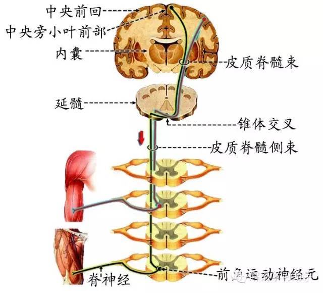 经过内囊后脚处,锥体下部多越边;          下行脊髓侧前索