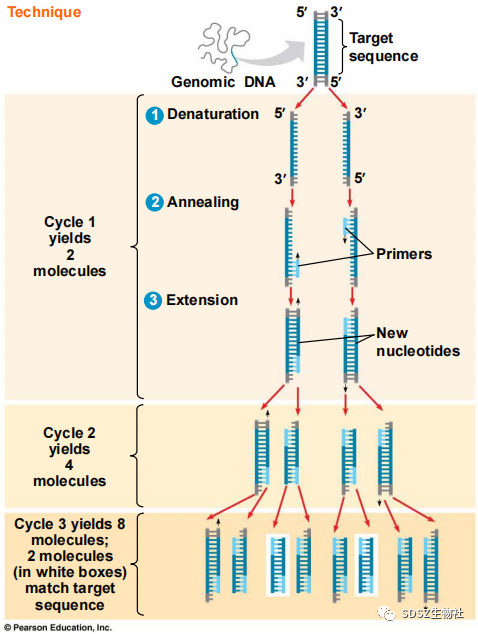 【图3 pcr技术原理图[1】说到延伸过程中的dna聚合酶,它十分特殊.
