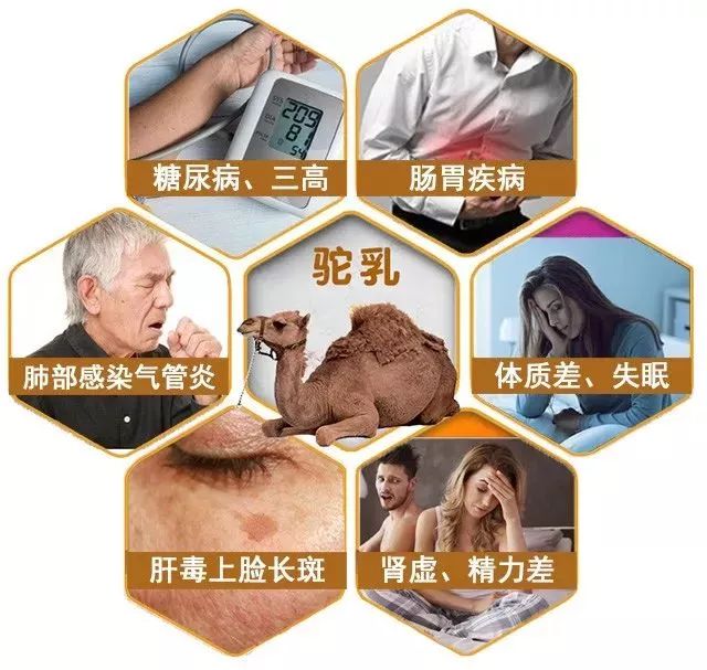 每天喝驼奶睡眠好了补气血连三高都降了中老年必备