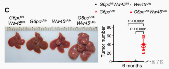 g12d代表kras基因发生突变的小鼠,在g6pc缺失时,如果小鼠肝脏