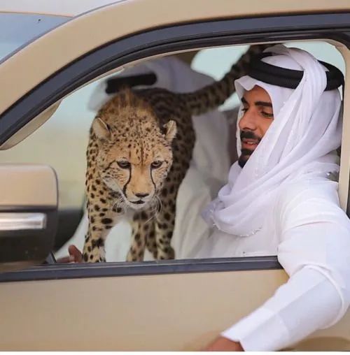 迪拜富豪头像图片