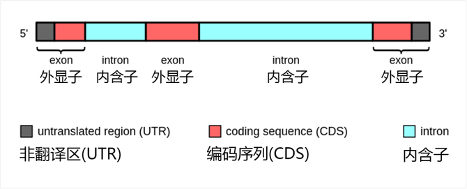 全外测序wes及应用扫盲级科普文丨附外显子测序答题挑战赛优胜者名单