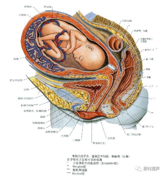 【解剖】男性 / 女性 生殖系統