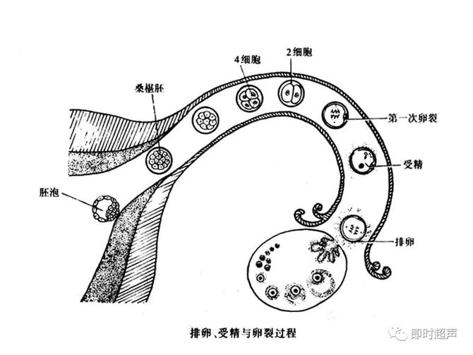 附睪:輸出小管(附睪頭),附睪管(附睪體,尾) 2.