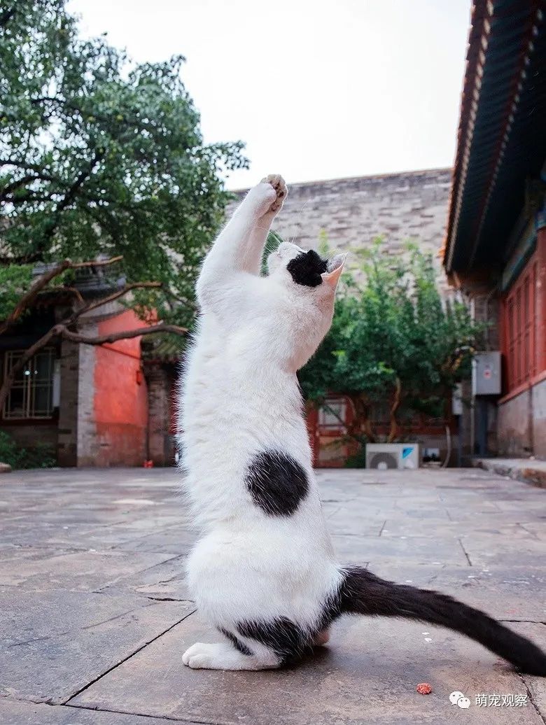 姓钮钴禄的故宫御猫,住慈宁宫,每天还有五湖四海的人给送好吃的?