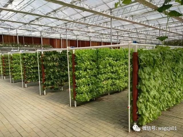 头条百科之全球最受欢迎的十大温室大棚种植蔬菜品种是哪些 温室工程技术 商业新知