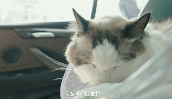 上市国内首款缓解猫应激产品 小壳要做 宠物行业的宝洁 宠业家 商业新知 上市国内首款缓解猫应激产品 小壳要做 宠物行业的宝洁 宠业家 商业新知