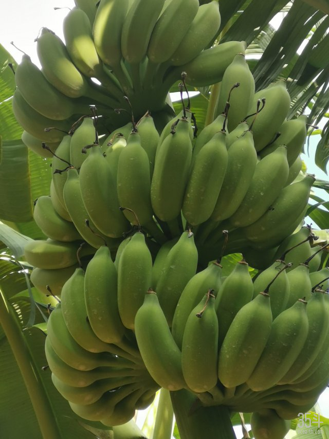 一个香蕉新品种,一个农服平台,如何实现农场数字化经营?