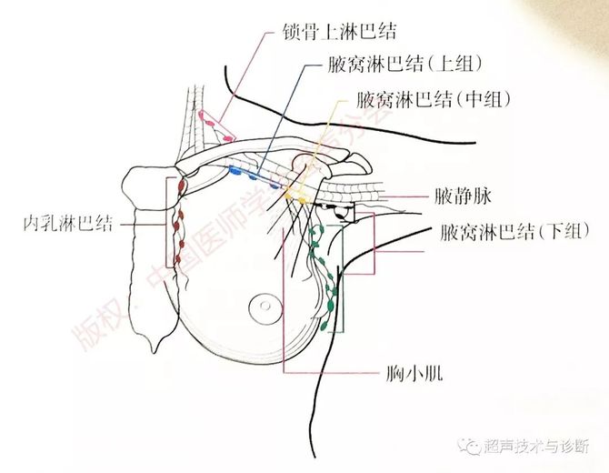 乳腺超声 乳腺癌 这些区域淋巴结你都看了吗 超声技术与诊断 商业新知