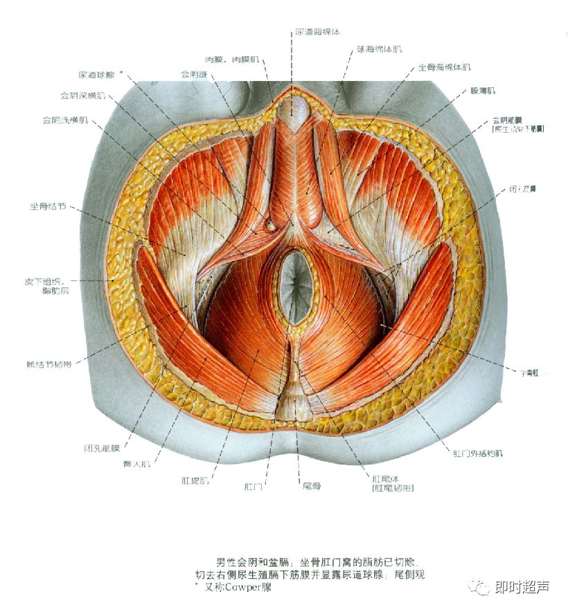 巴氏腺腺口位置示意图图片