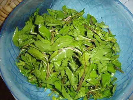 经常吃的凉拌穿心莲 原来吃错了 中医 告诉你这种植物真正吃法 道火自然 北京 商业新知 经常吃的凉拌穿心莲 原来吃错了 中医 告诉你这种植物真正吃法 道火自然 北京 商业新知