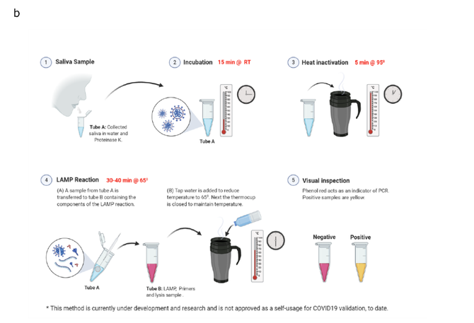 rt-lamp新冠病毒快速檢測媲美rt-pcr?|美柏頭條