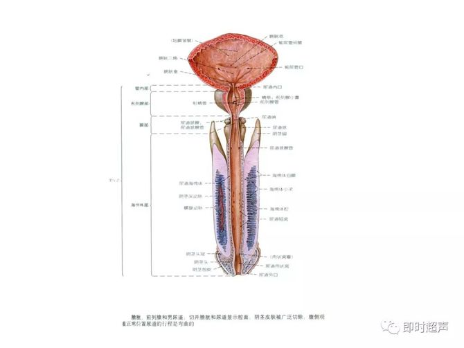 【解剖】男性 / 女性 生殖系統