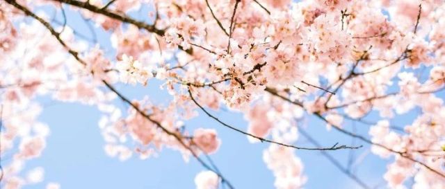 ”樱花季“超级营销IP，为什么是樱花？