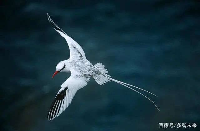 自古至今,人类就希望能够像鸟儿一样,可以自由自在的飞翔,渴望飞行的