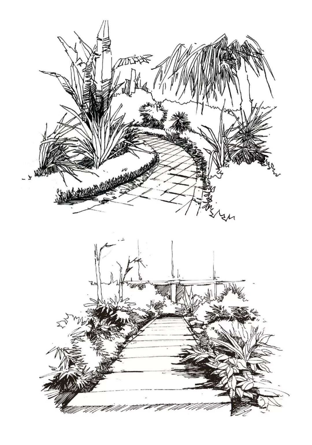 植物造景手绘线稿图片