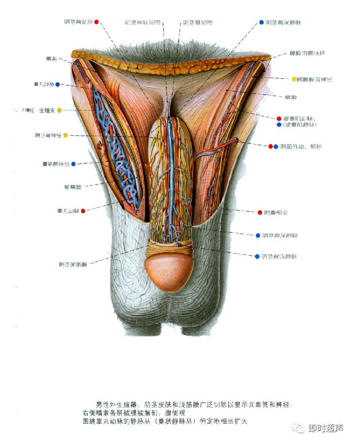 解剖男性女性生殖系统