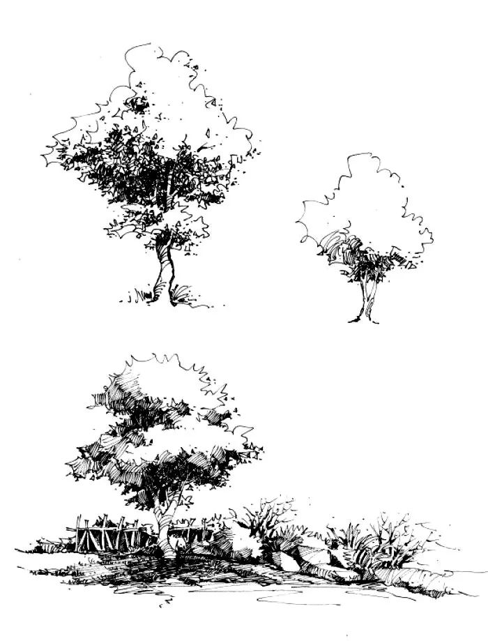 多個樹種大場景臨摹表達 多個樹種大場景照片改畫