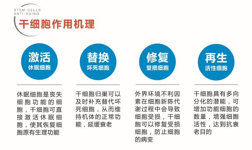 得到临床治疗所需要的干细胞;经过静脉注射或介入等方法进行回输干预