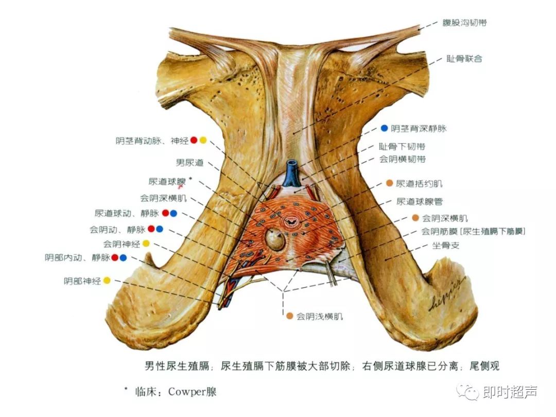 前庭大腺位置图片
