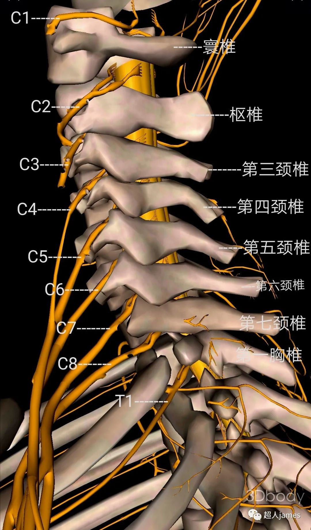 第三颈椎解剖图图片