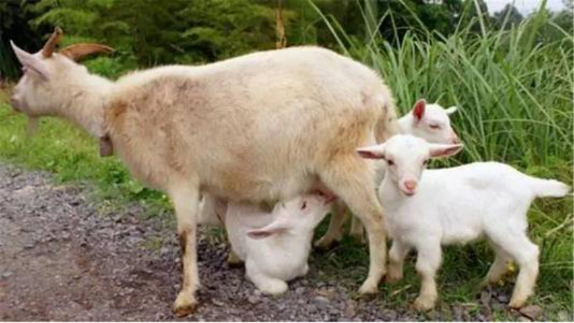 新知图谱, 羊初乳是炒作还是确有奇效？
