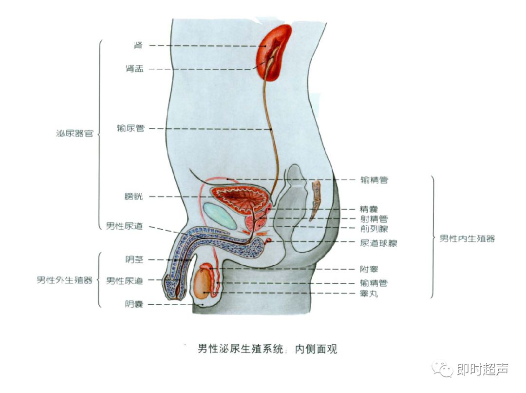 射精管:输精管壶腹与精囊腺排泄管汇合成射精管,开口于尿道的前列腺