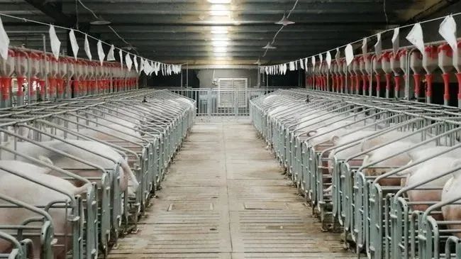 生猪养殖疑云营收利润达几十亿为何牧原正邦还要借钱养猪